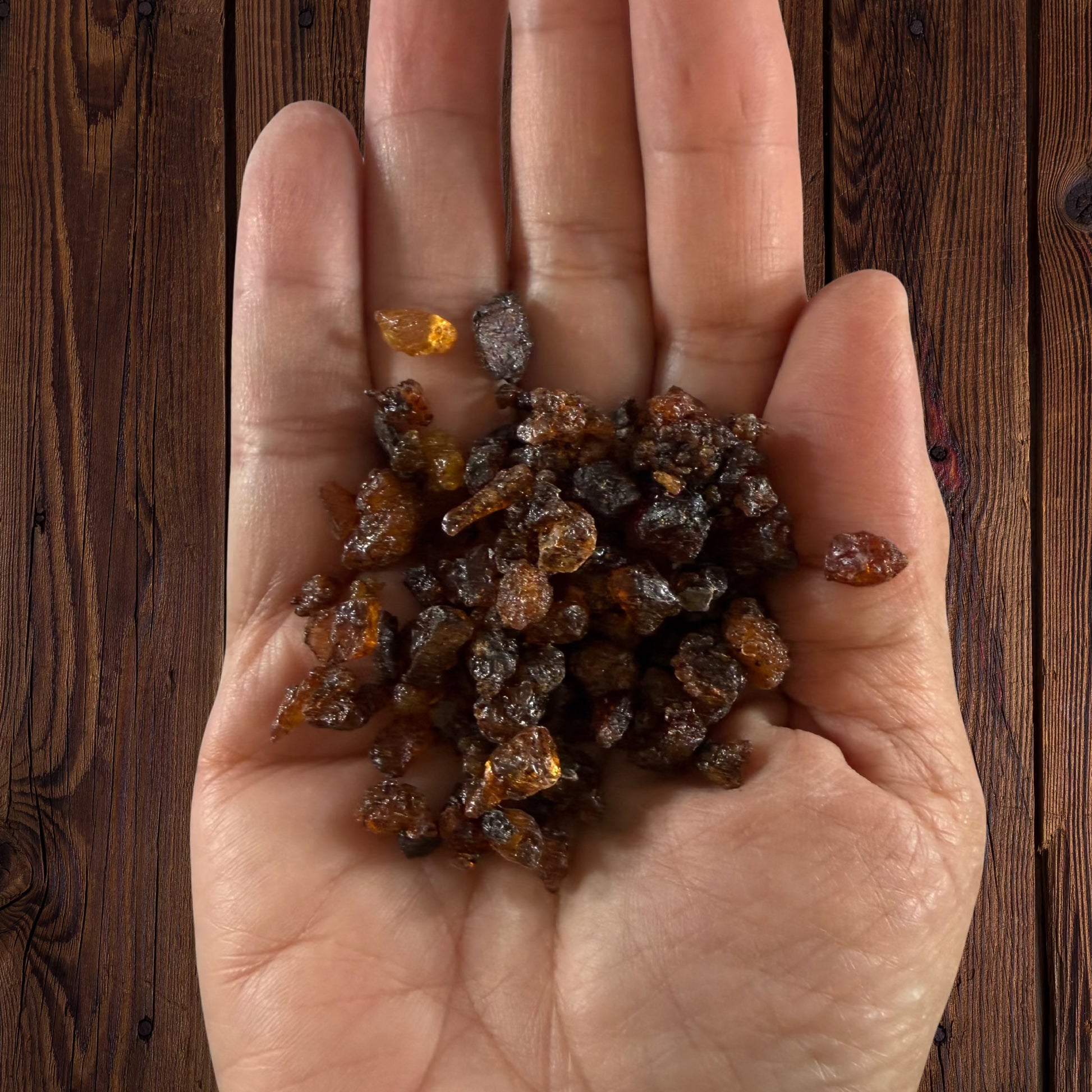 Hand holding myrrh resin pieces to show their size and color variation.


