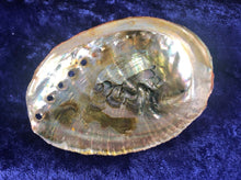 Small Rainbow Abalone Shell: Smudge Stick or Resin Burner (3-4 inch)