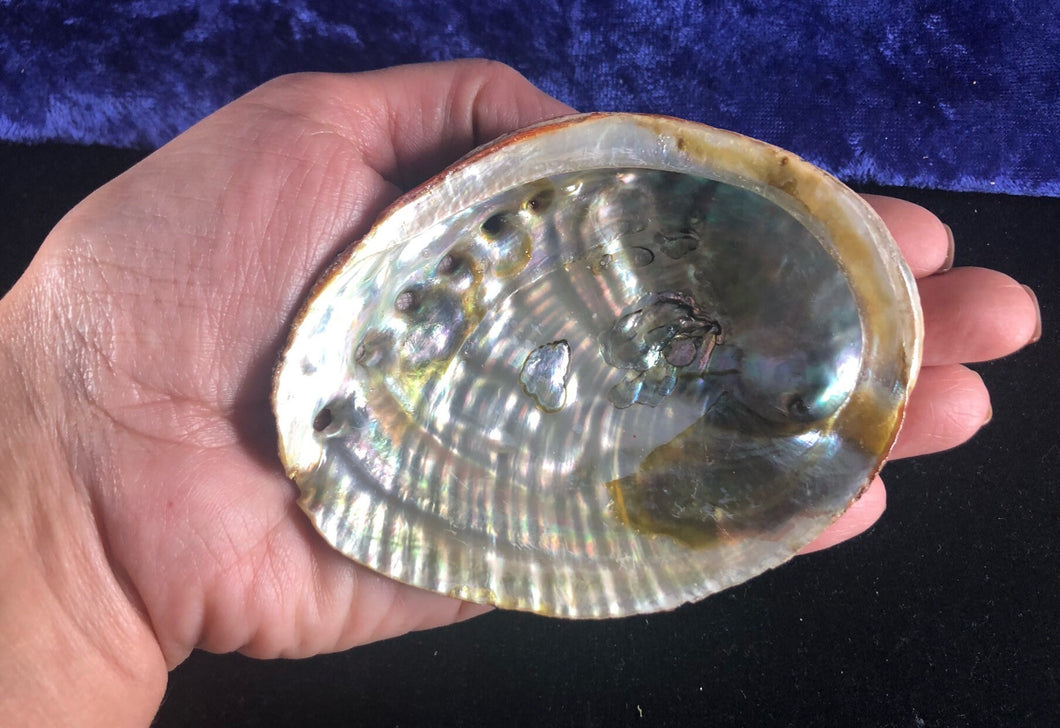 Small Rainbow Abalone Shell: Smudge Stick or Resin Burner (3-4 inch)
