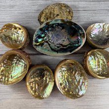 Raw Abalone Shell Bowl: Natural Smudging & Altar Cleansing