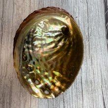 Raw Abalone Shell Bowl: Natural Smudging & Altar Cleansing