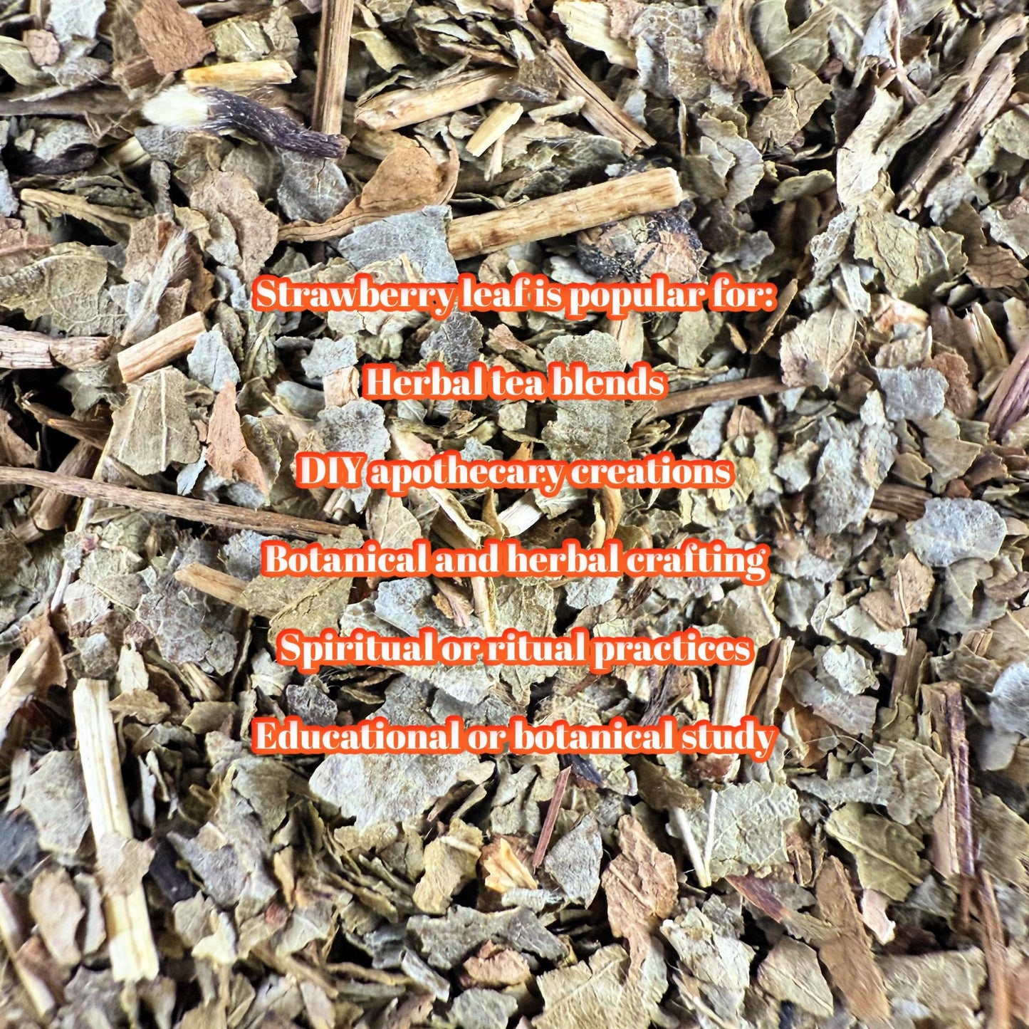 Wildcrafted Strawberry Leaf – Dried Herb | Herbal Tea, Crafting & Apothecary |