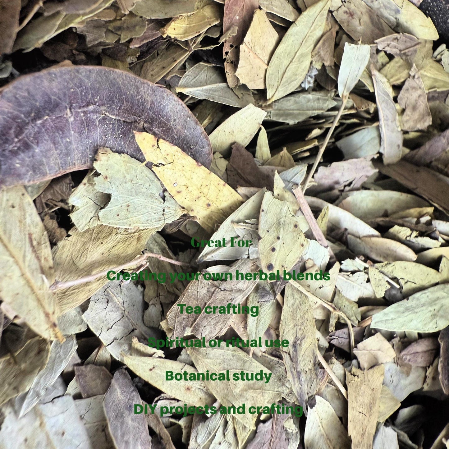 Senna Leaf – Dried Herb| Herbal Crafting, Tea Blends, Apothecary