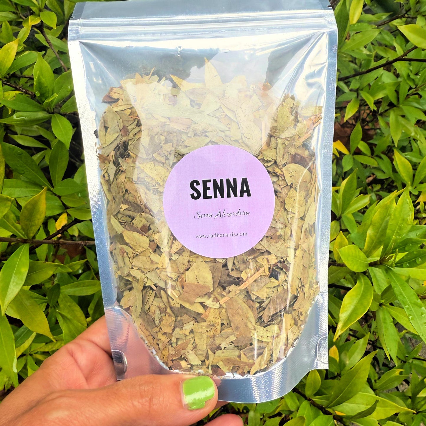 Senna Leaf – Dried Herb| Herbal Crafting, Tea Blends, Apothecary