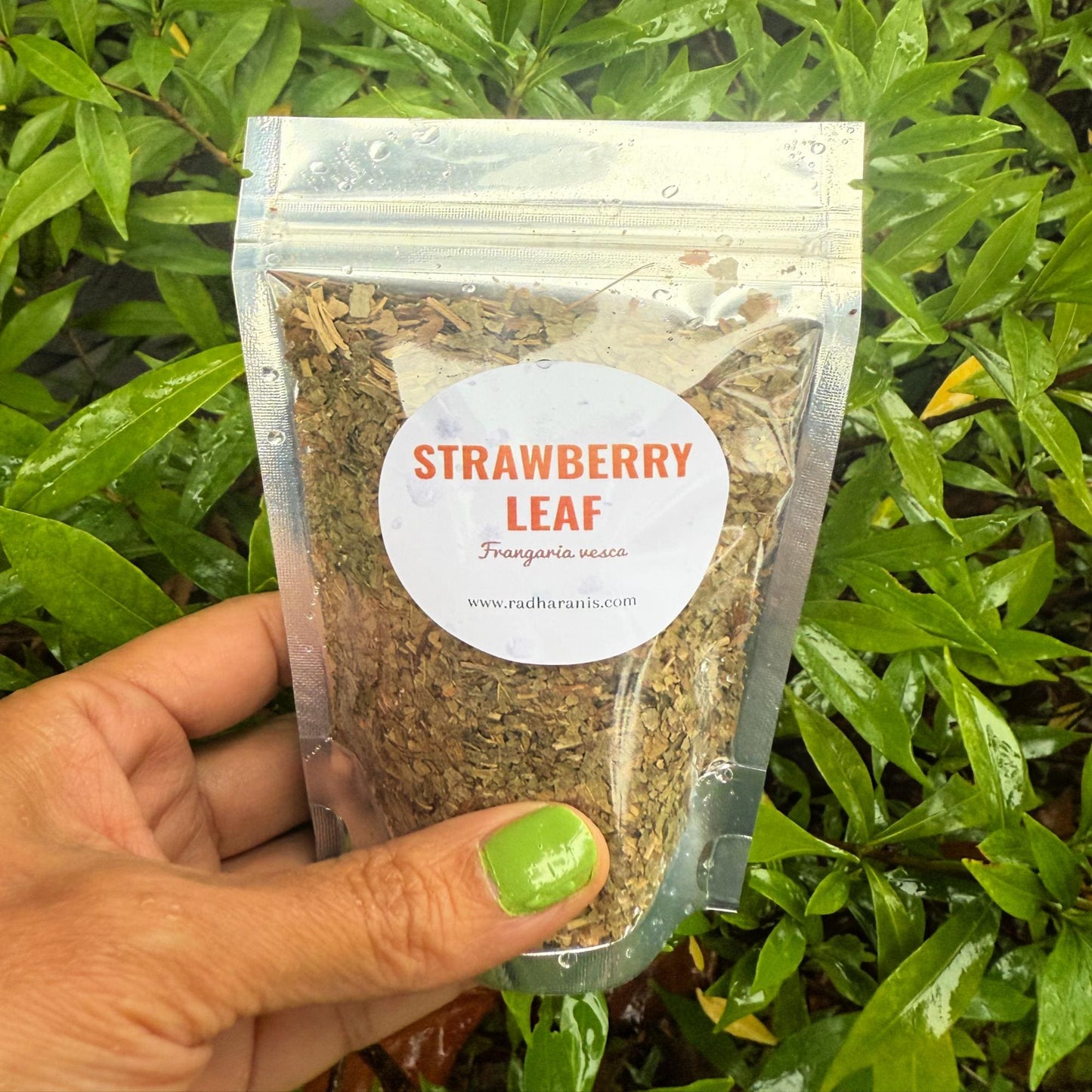 Wildcrafted Strawberry Leaf – Dried Herb | Herbal Tea, Crafting & Apothecary |