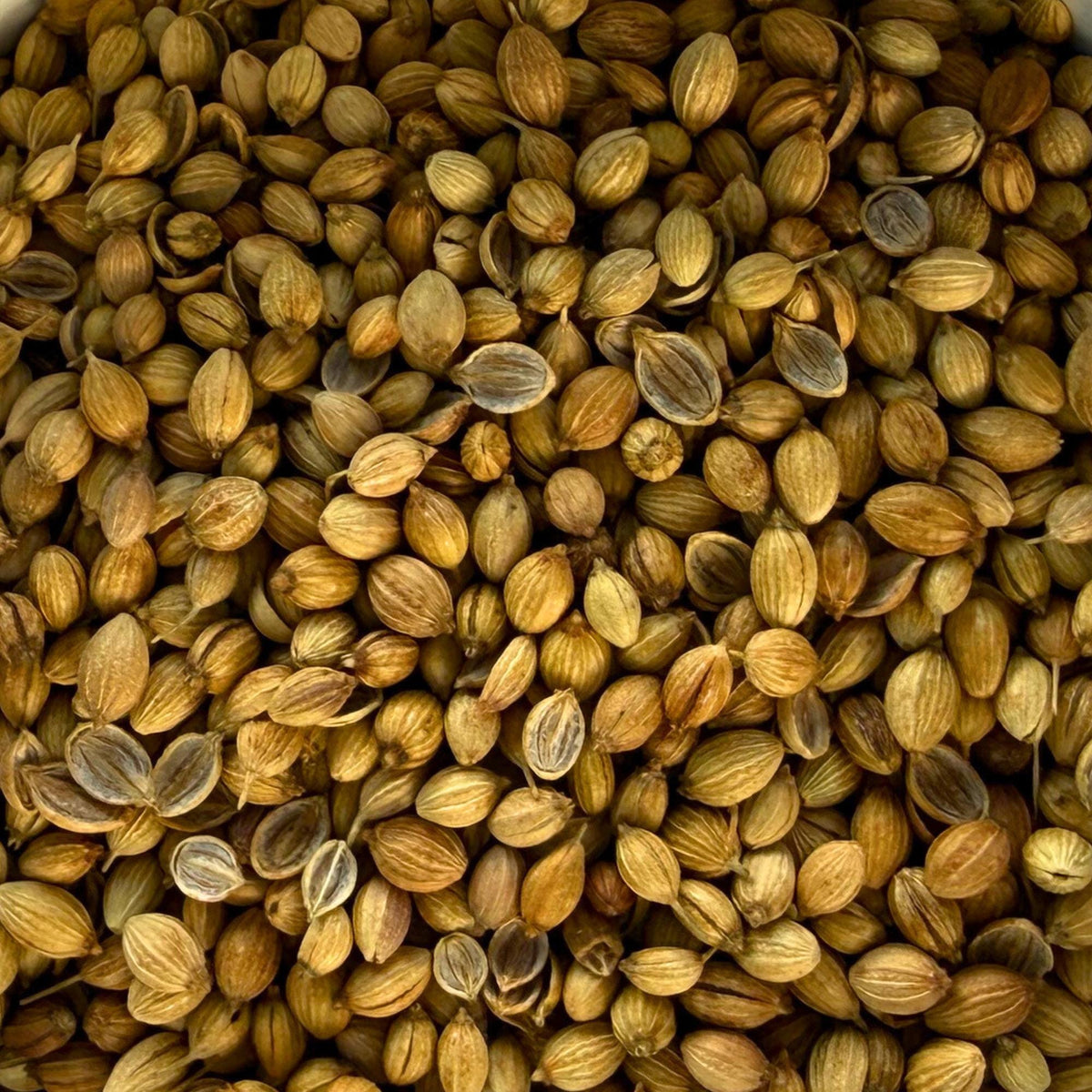 Organic Coriander Seeds | Whole Coriander | Coriandrum sativum | Culinary Spice | Herbal Apothecary Ingredient | Organic Spice Seeds