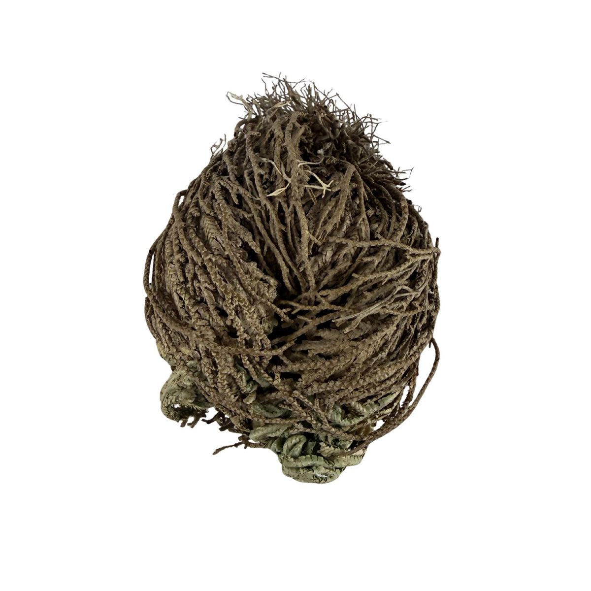 Rose of Jericho | Resurrection Plant | Natural Dried Flower| Spiritual Ritual Rebirth Bundles