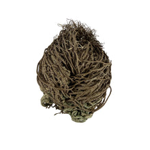 Rose of Jericho | Resurrection Plant | Natural Dried Flower| Spiritual Ritual Rebirth Bundles