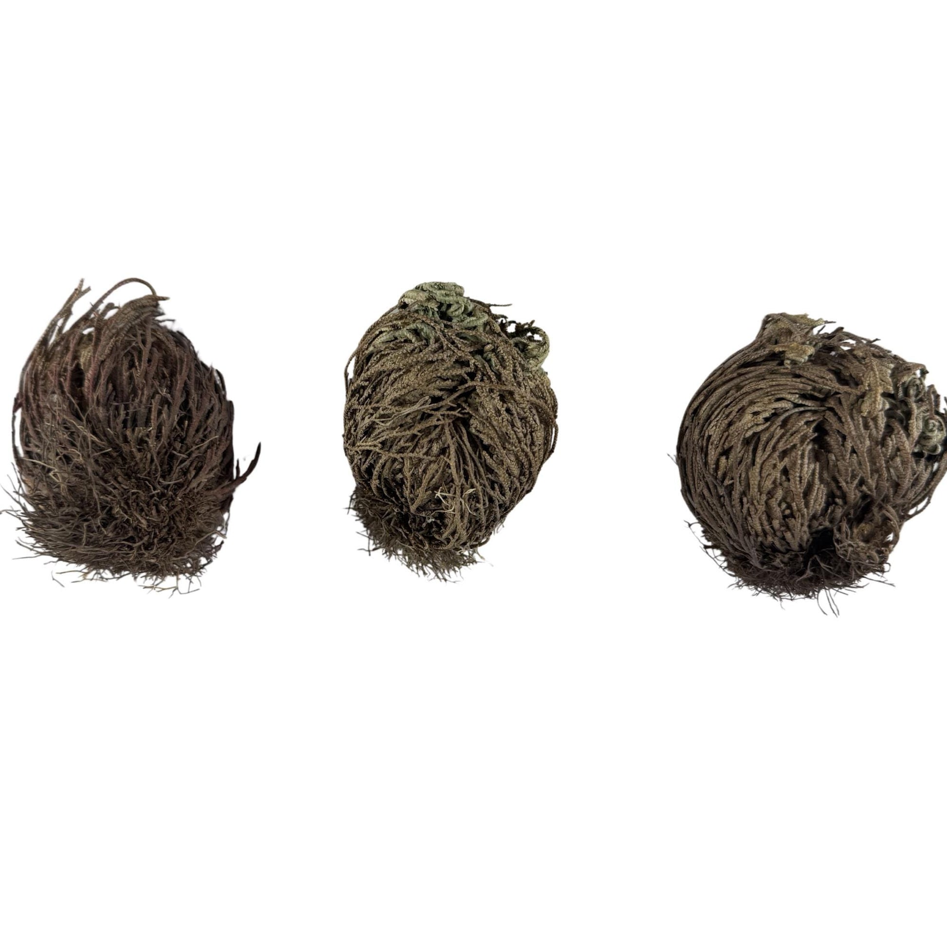 Rose of Jericho | Resurrection Plant | Natural Dried Flower| Spiritual Ritual Rebirth Bundles