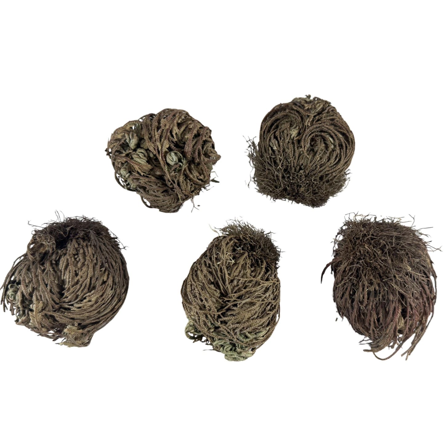 Rose of Jericho | Resurrection Plant | Natural Dried Flower| Spiritual Ritual Rebirth Bundles