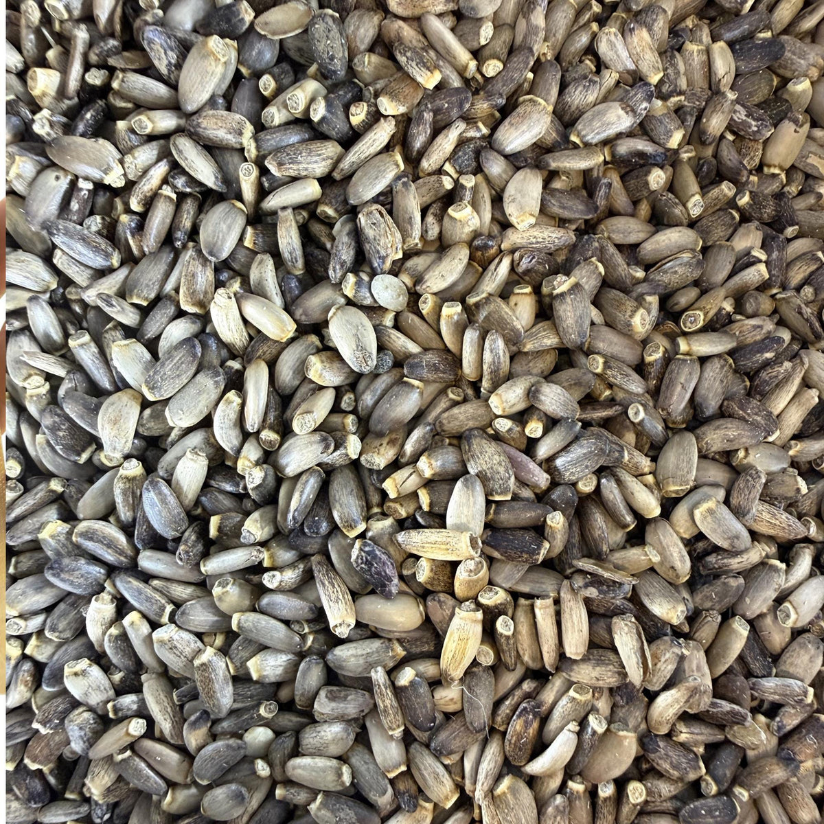 Milk Thistle Seeds | Whole Seeds | Silybum marianum | Herbal Tea Ingredient| Culinary Herb