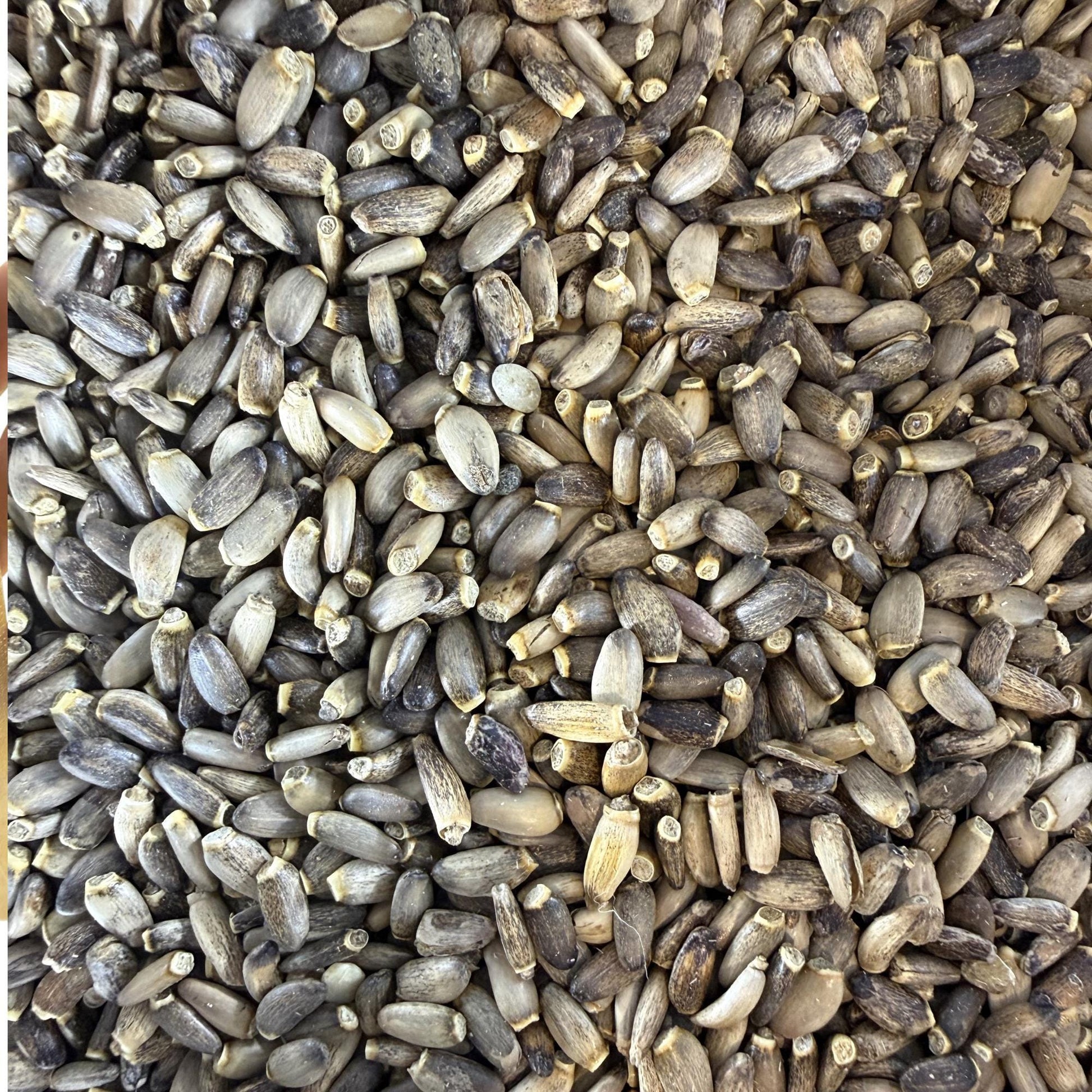 Milk Thistle Seeds | Whole Seeds | Silybum marianum | Herbal Tea Ingredient| Culinary Herb