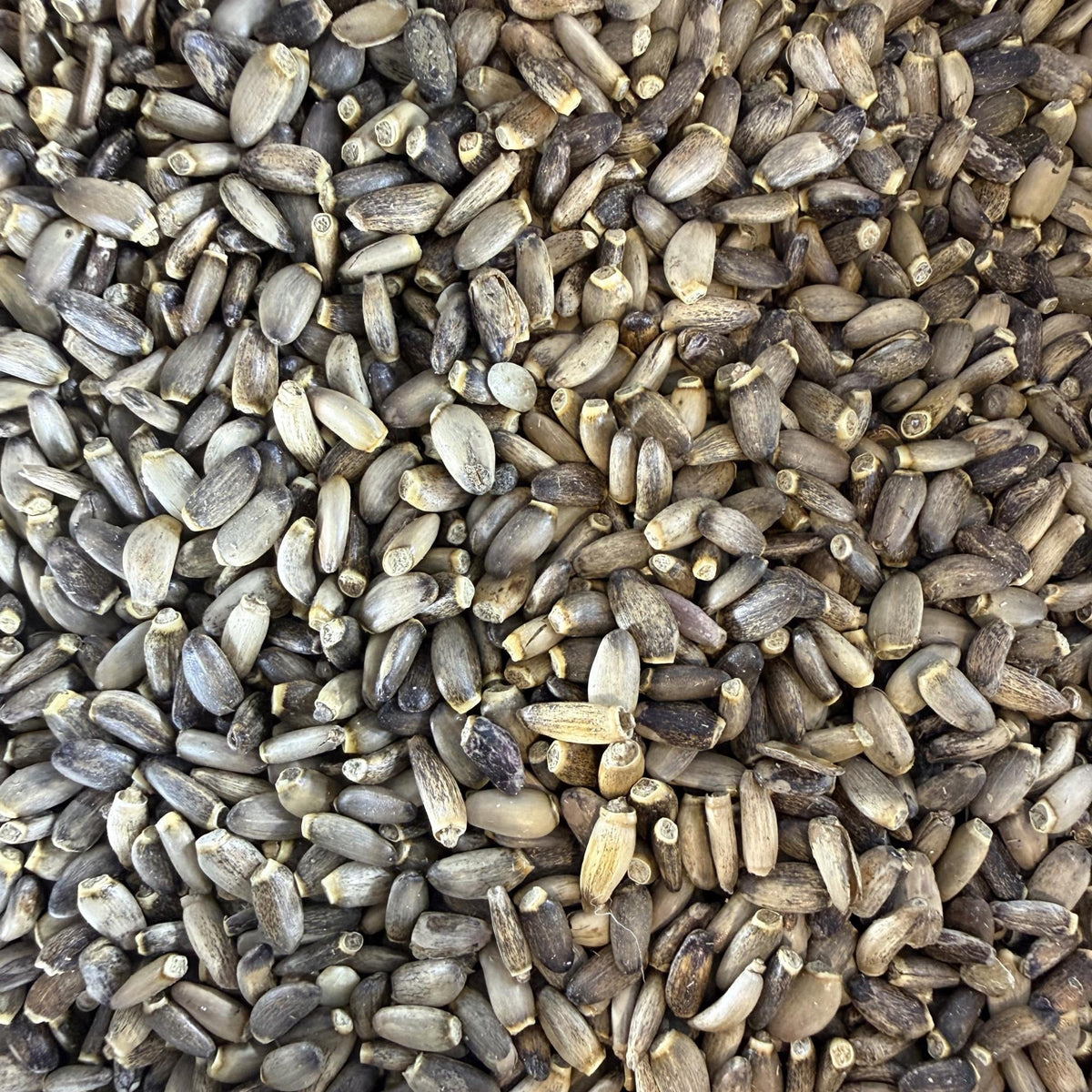 Milk Thistle Seeds | Whole Seeds | Silybum marianum | Herbal Tea Ingredient| Culinary Herb