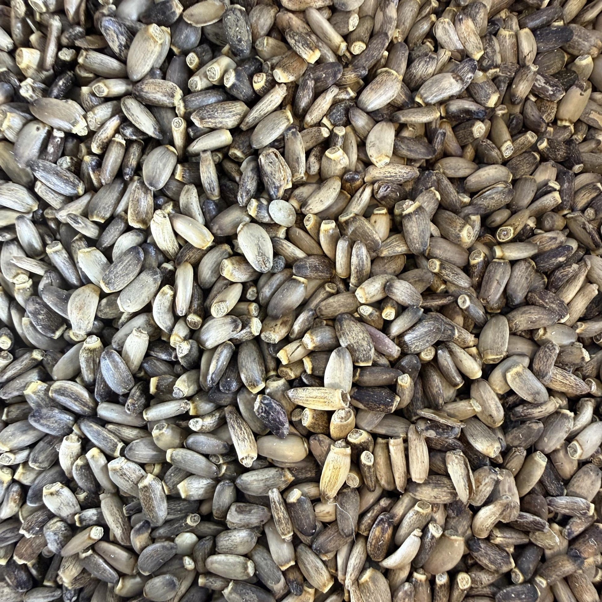 Milk Thistle Seeds | Whole Seeds | Silybum marianum | Herbal Tea Ingredient| Culinary Herb