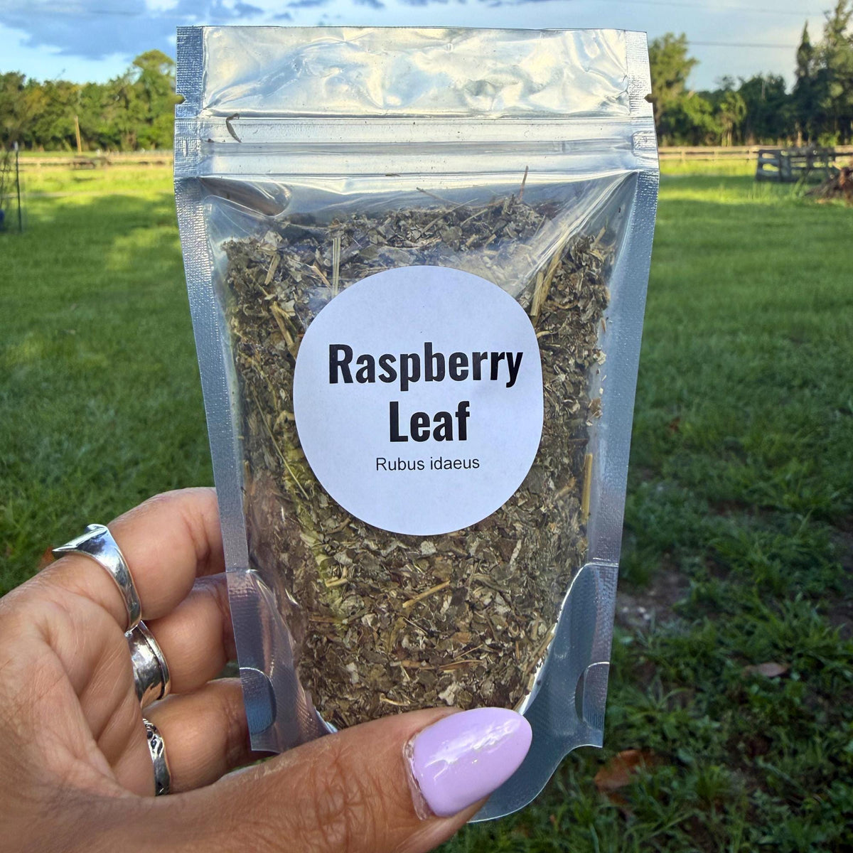 Raspberry Leaf Cut & Sifted | Dried Red Raspberry Leaf Herb | Botanical Apothecary Supply | Herbal Tea, Sachets, Wellness Blends