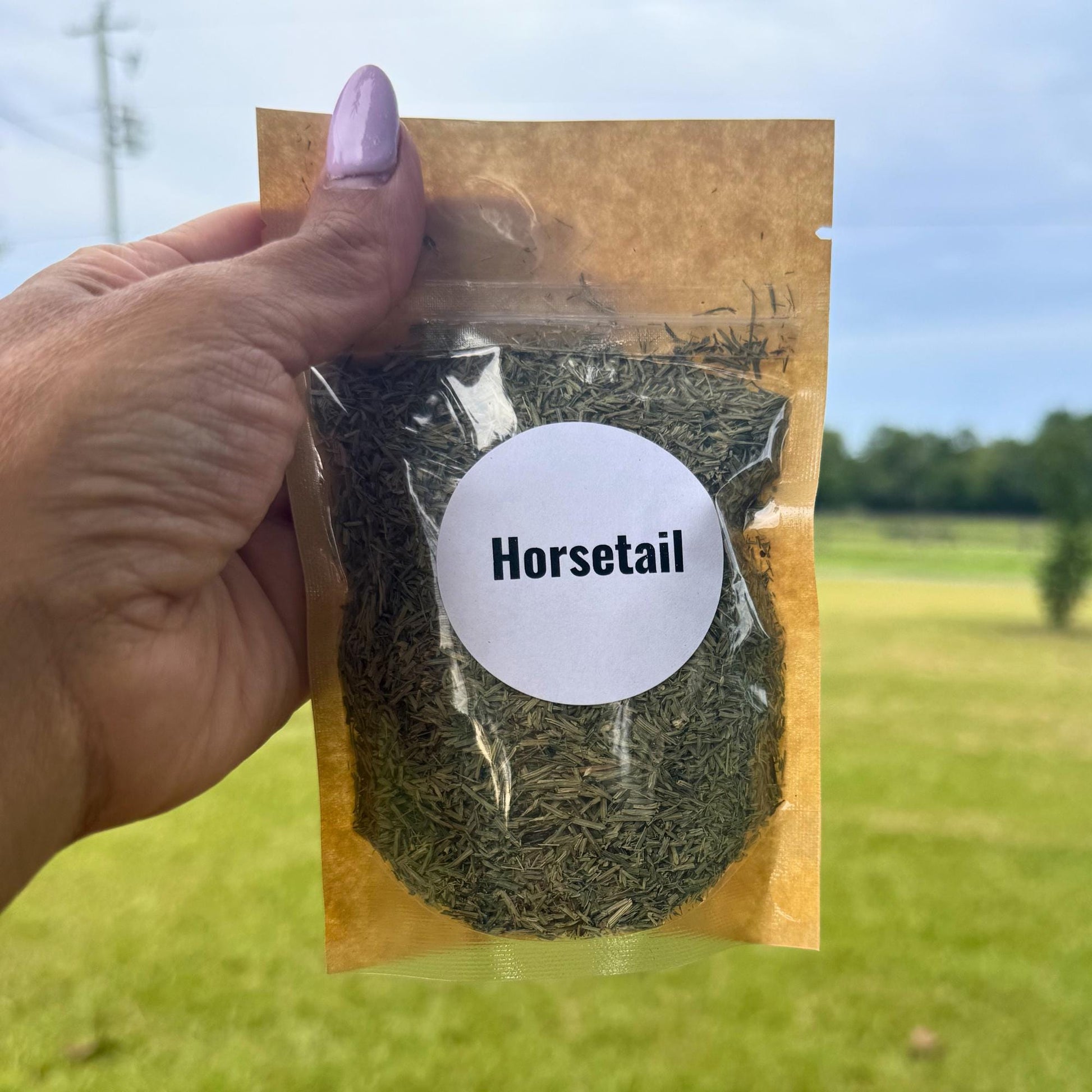 Dried Horsetail Herb (Equisetum arvense), Loose Cut Botanical Supplies