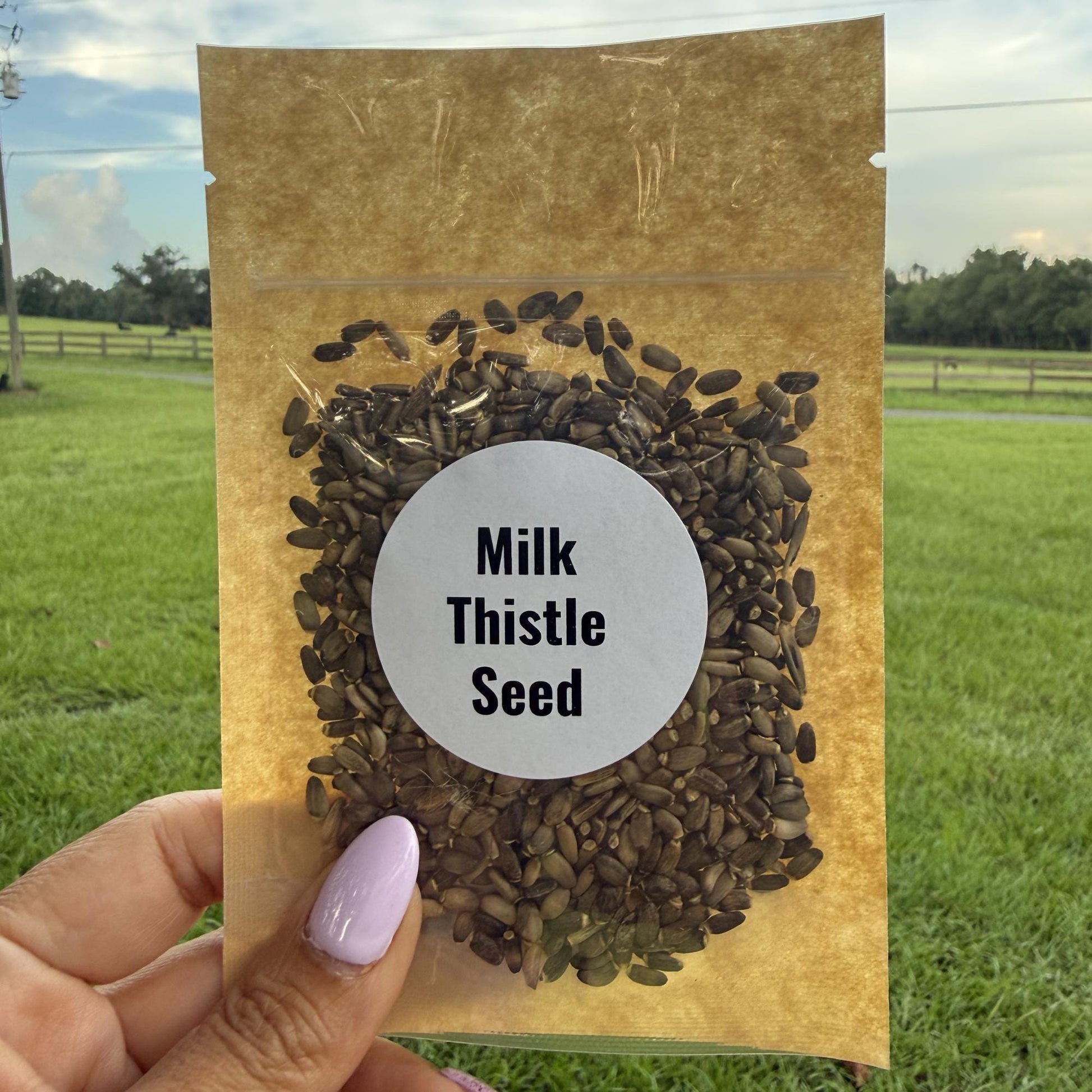 Milk Thistle Seeds | Whole Seeds | Silybum marianum | Herbal Tea Ingredient| Culinary Herb