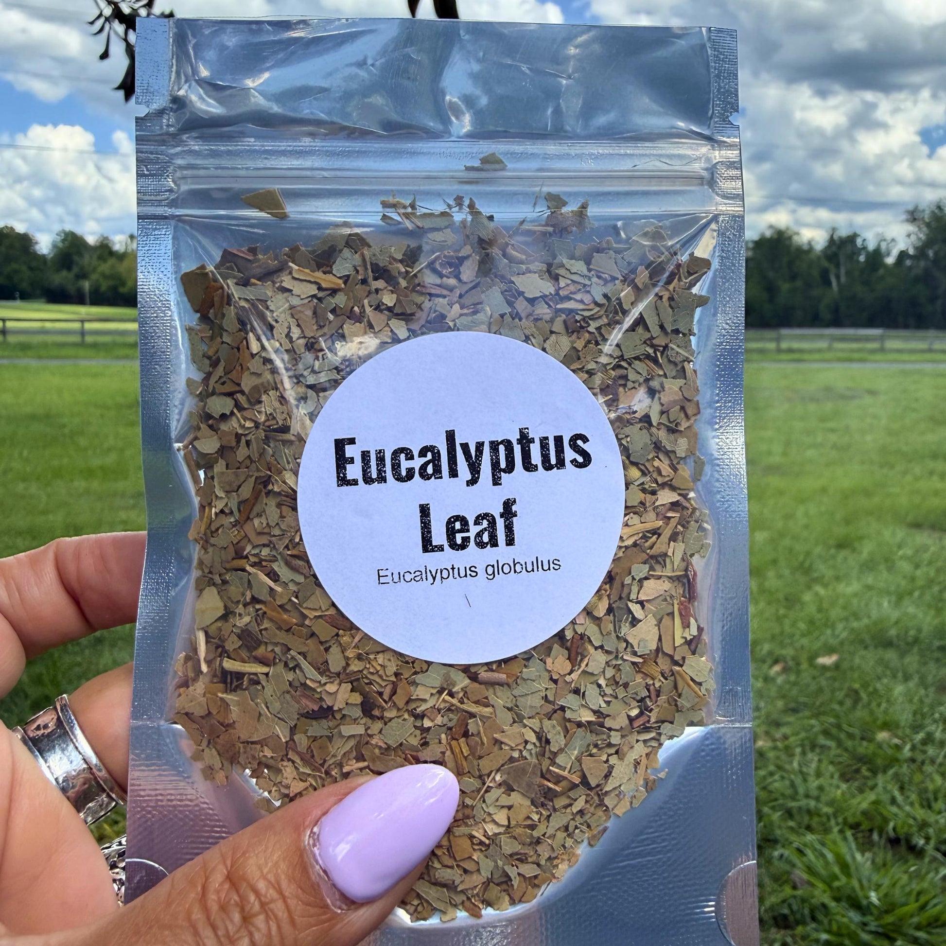 Dried Eucalyptus Leaf Craft Supply | Potpourri, Sachets, Botanical Projects