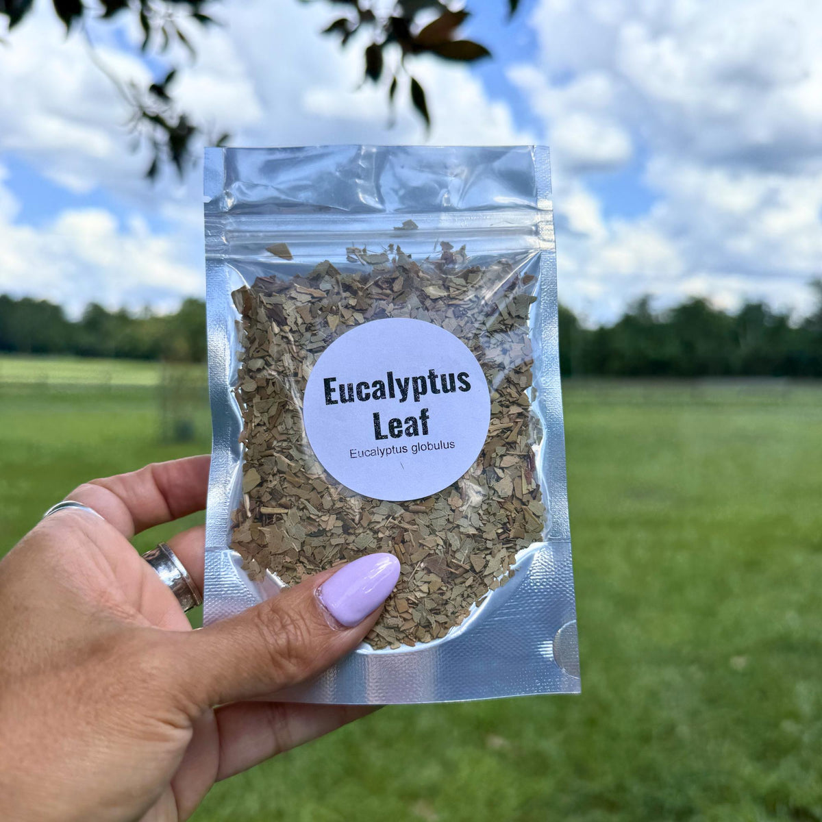 Dried Eucalyptus Leaf Craft Supply | Potpourri, Sachets, Botanical Projects