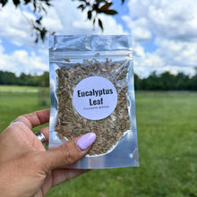 Dried Eucalyptus Leaf Craft Supply | Potpourri, Sachets, Botanical Projects