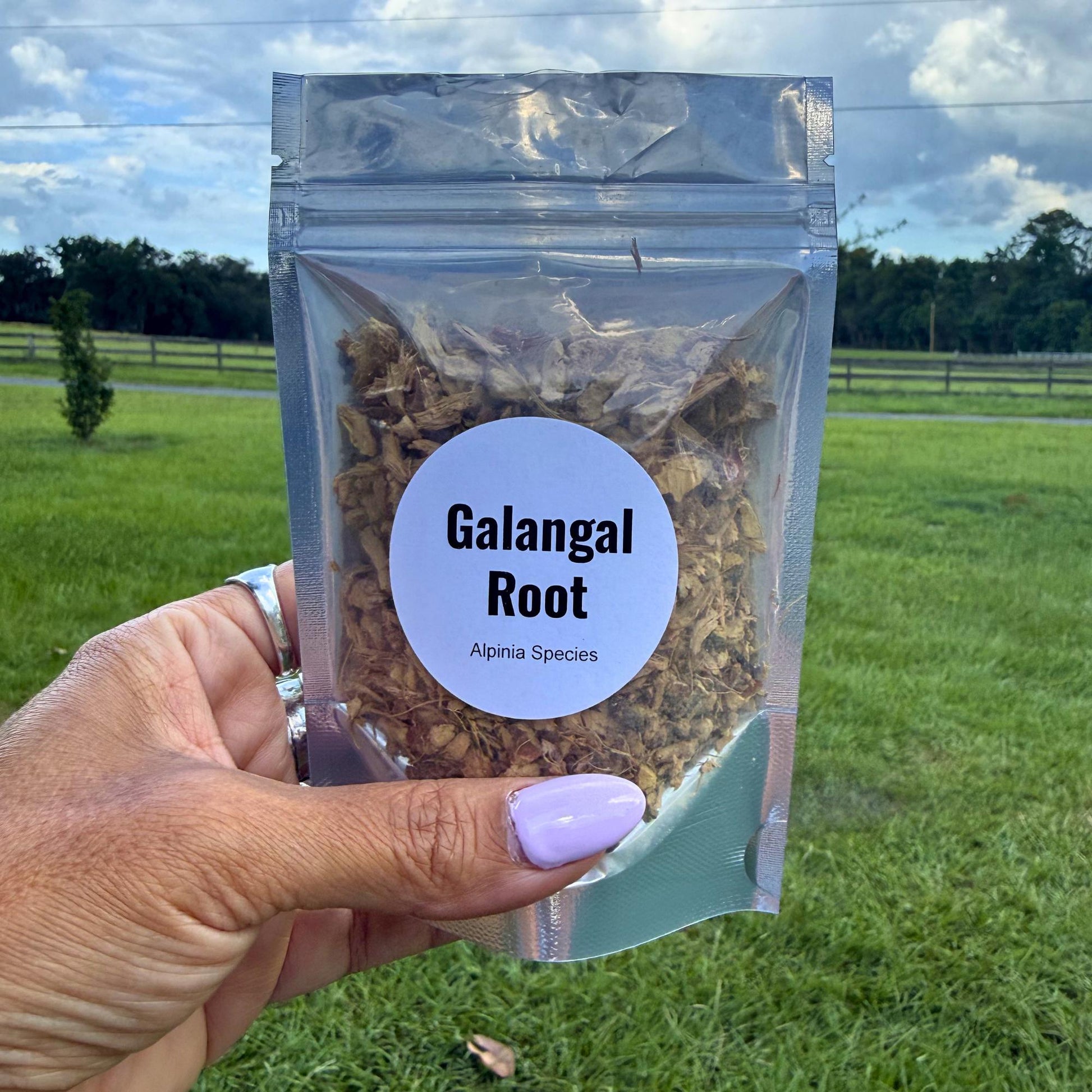 Galangal Root Cut & Sifted | Dried Alpinia Galanga from India | Herbal Spice and Botanical Supply | Apothecary, Culinary Herb