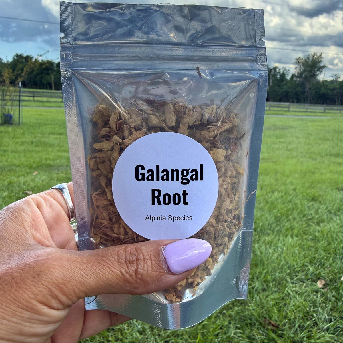 Galangal Root Cut & Sifted | Dried Alpinia Galanga from India | Herbal Spice and Botanical Supply | Apothecary, Culinary Herb