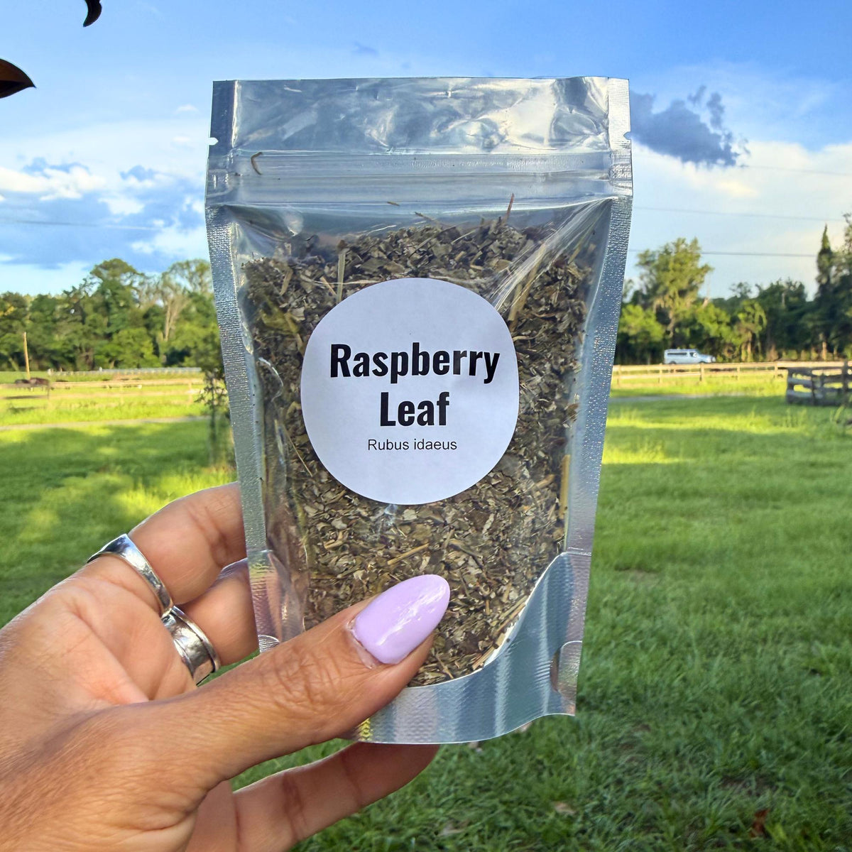Raspberry Leaf Cut & Sifted | Dried Red Raspberry Leaf Herb | Botanical Apothecary Supply | Herbal Tea, Sachets, Wellness Blends