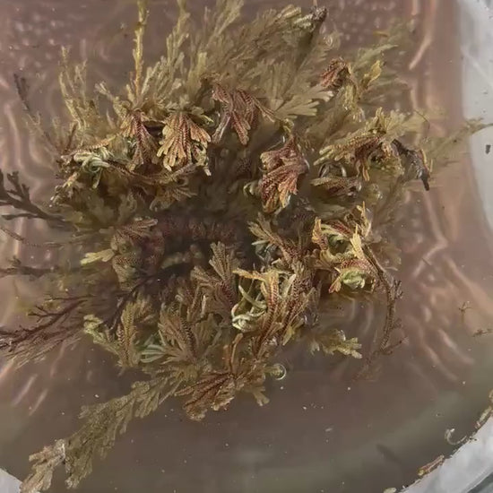 Rose of Jericho | Resurrection Plant | Natural Dried Flower| Spiritual Ritual Rebirth Bundles