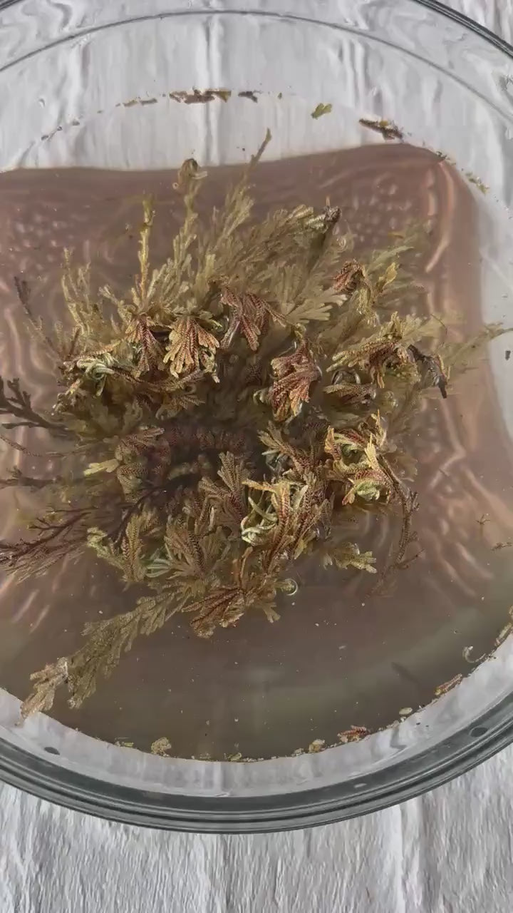 Rose of Jericho | Resurrection Plant | Natural Dried Flower| Spiritual Ritual Rebirth Bundles