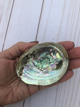 Small abalone shell 4"
