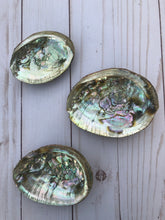 Small abalone shell 4"