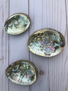 Small abalone shell 4"