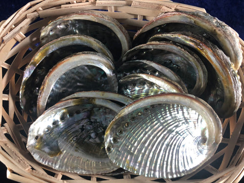 Small abalone shell 4