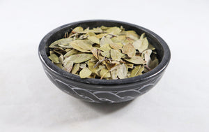 Uva Ursi