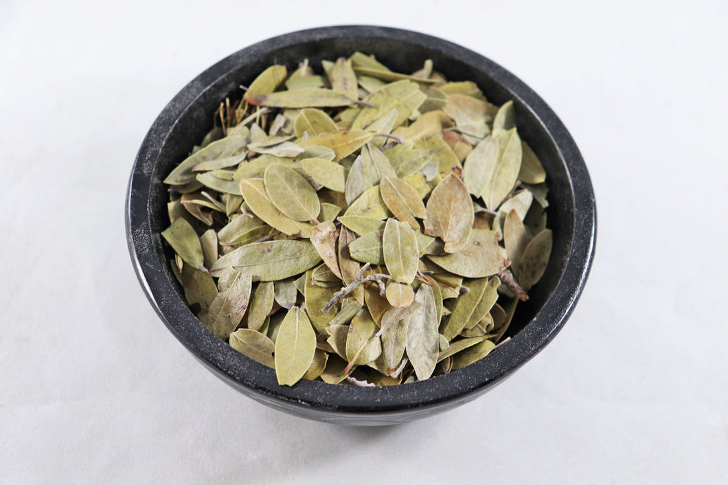 Uva Ursi