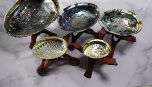 Large Rainbow Abalone Shell 5"-6" with wooden tripod stand