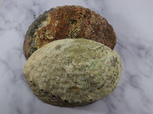 Large Rainbow Abalone Shell 5"-6" with wooden tripod stand