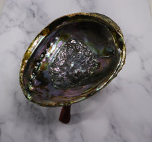 Large Rainbow Abalone Shell 5"-6" with wooden tripod stand