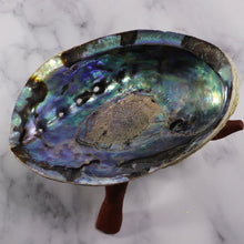Large Rainbow Abalone Shell 5"-6" with wooden tripod stand
