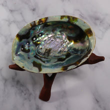 Large Rainbow Abalone Shell 5"-6" with wooden tripod stand