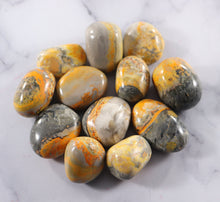 Bumblebee Jasper